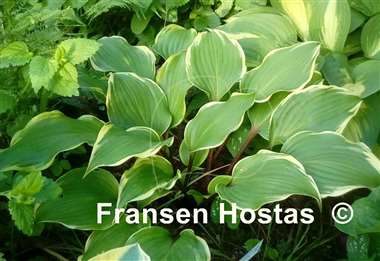 Hosta Secret Treasure