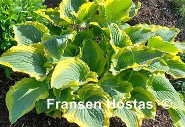 Hosta Seducer