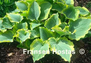 Hosta Seducer
