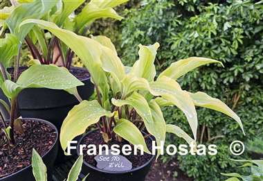 Hosta See No Evil