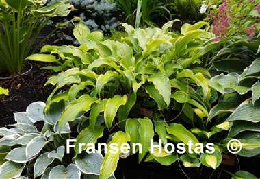 Hosta See No Evil
