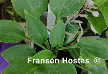 Hosta Serena