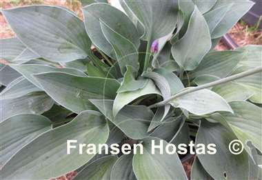 Hosta Serendipity