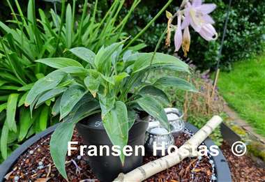 Hosta Serendipity