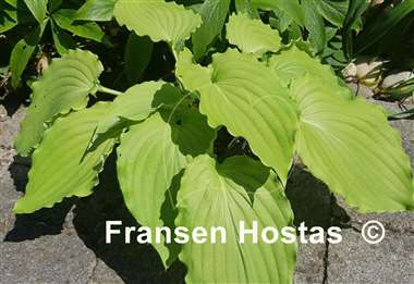 Hosta Setsurei