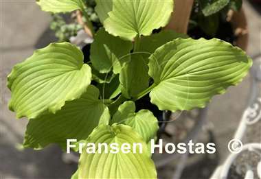 Hosta Seven Year Itch
