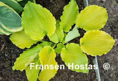 Hosta Seven Year Itch