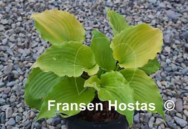 Hosta Seven Year Itch