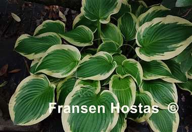 Hosta Shade Fanfare