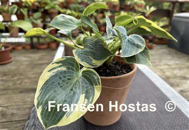Hosta Shadow Seeker