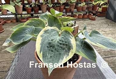 Hosta Shadow Seeker