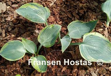 Hosta Shadow Seeker