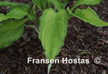 Hosta Shake It Up
