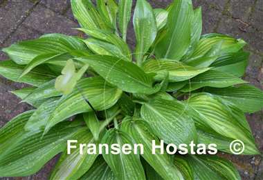 Hosta Shamash