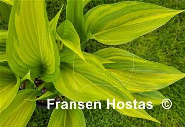 Hosta Shamash
