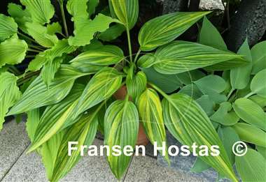 Hosta Shamash