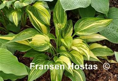 Hosta Shamash
