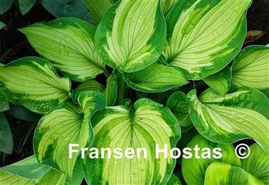 Hosta Sharmon