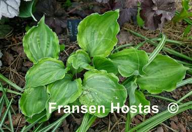 Hosta Sharon Stone
