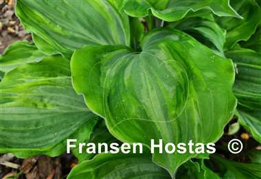 Hosta Sharon Stone