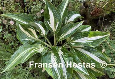 Hosta Sharp Dressed Man