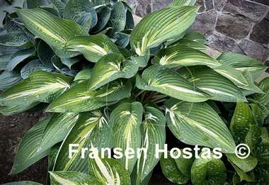 Hosta Sharp Dressed Man
