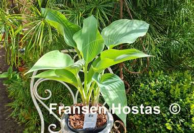 Hosta Sherborne Swan