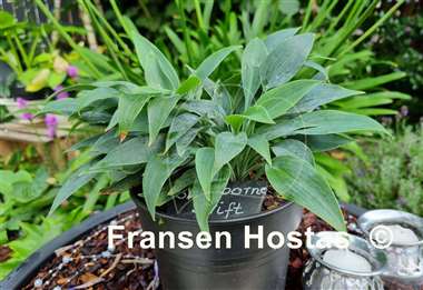 Hosta Sherborne Swift