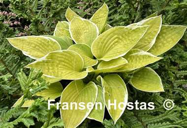Hosta Shere Khan