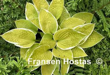 Hosta Shere Khan
