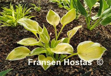 Hosta Shere Khan