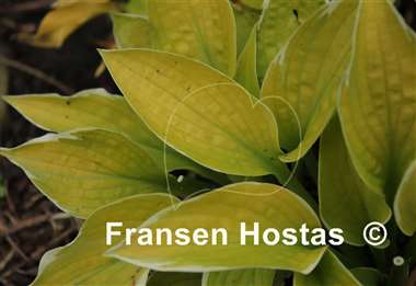 Hosta Shere Khan