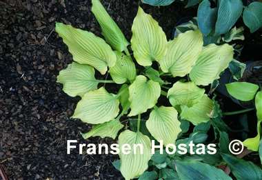 Hosta Sherlock