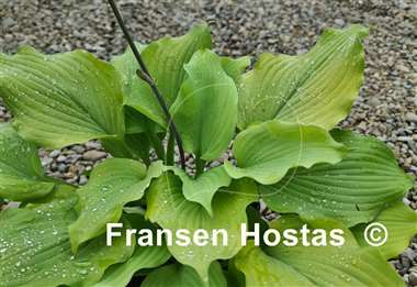 Hosta Sherlock