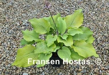 Hosta Sherlock