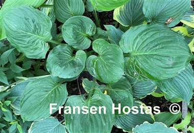 Hosta Sherwood Forest