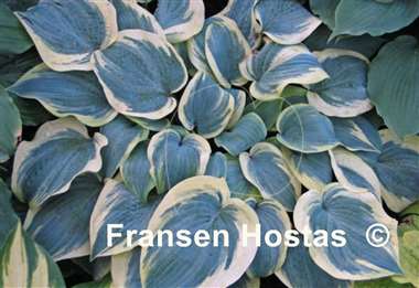 Hosta Shimmer