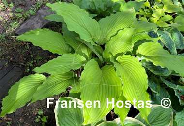 Hosta Shimmy Shake