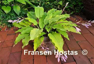 Hosta Shimmy Shake
