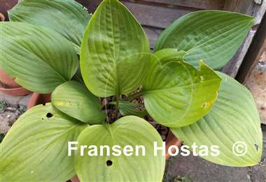 Hosta Shiny Leather
