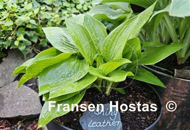 Hosta Shiny Leather