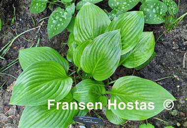 Hosta Shiny Leather
