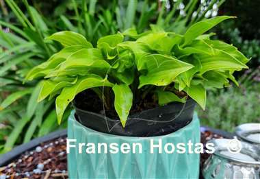 Hosta Shiny Penny