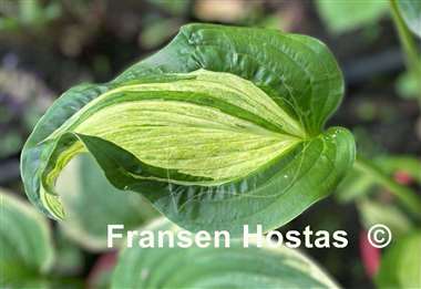 Hosta Shooting Star