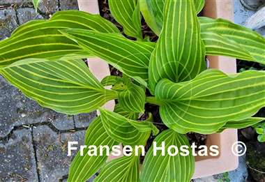 Hosta Siberian Tiger