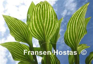 Hosta Siberian Tiger