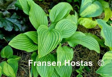 Hosta Siberian Tiger