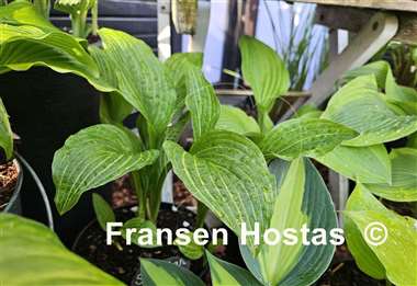 Hosta Siberian Tiger