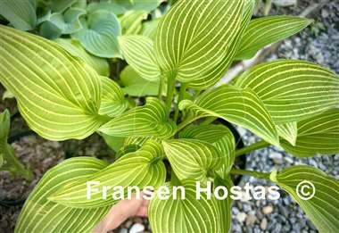 Hosta Siberian Tiger
