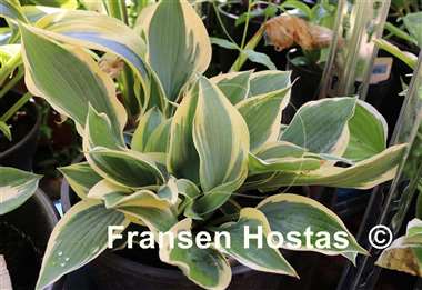 Hosta Silk Road